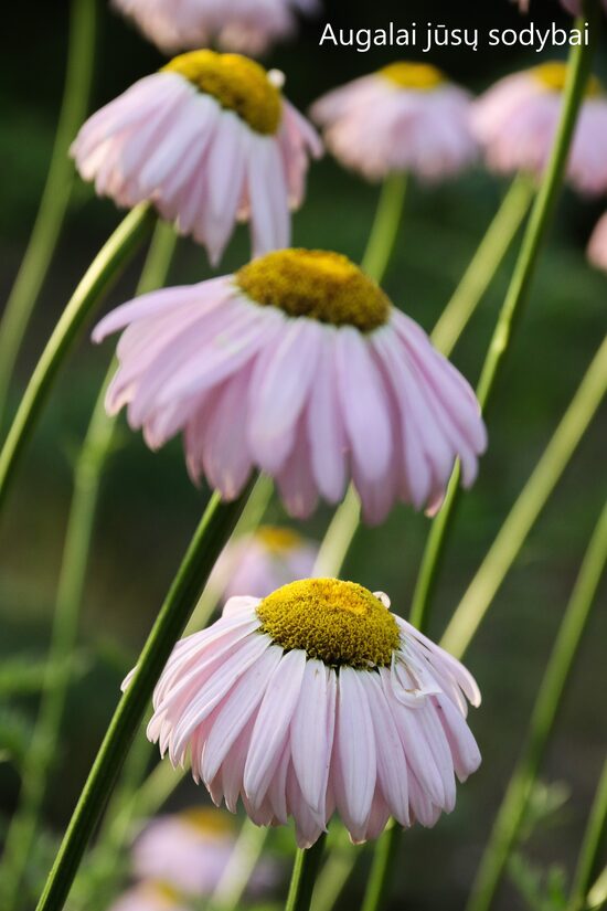 Skaistenis raudonžiedis (Pyrethrum coccineum) 'Robinson's Giant'